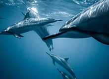 顶级AG真人游戏平台：畅享极致娱乐体验